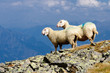 Bergschafe