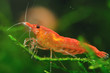 Red Cherry Shrimp