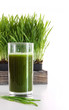 Photo: Glass of wheatgrass on white Glass of wheatgrass on white