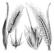 Common barley or Hordeum vulgare, Barley hinge or Hordeum distic Common barley or Hordeum vulgare, Barley hinge or Hordeum distic