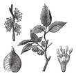 Elm or Ulmus campestris, vintage engraving