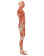 Illustration: Male Muscular Anatomy Side View Male Muscular Anatomy Side View