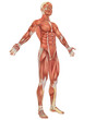 Illustration: Male Muscular Anatomy Angled Front View Male Muscular Anatomy Angled Front View