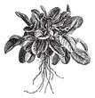 Garden sorrel or Rumex acetosa or Common Sorrel. Variety called Garden sorrel or Rumex acetosa or Common Sorrel. Variety called