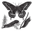 Black Swallowtail Butterfly or Papilio polyxenes, vintage engrav