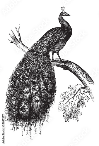 Vector: Indian Peafowl or Blue Peafowl or Pavo cristatus, vintage engrav Indian Peafowl or Blue Peafowl or Pavo cristatus, vintage engrav