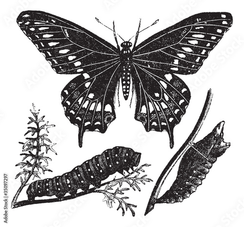 Vektor: Black Swallowtail Butterfly or Papilio polyxenes, vintage engrav Black Swallowtail Butterfly or Papilio polyxenes, vintage engrav