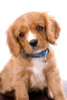 King Charles Cavalier six week old puppy with Soulful Eyes