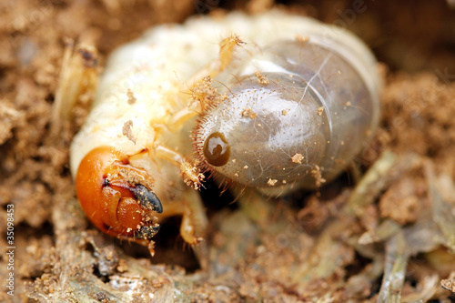 Photo: Worm in soil Worm in soil