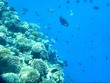 Coral life of the tropical sea Coral life of the tropical sea