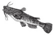 Brown bullhead or Ameiurus nebulosus, vintage engraving.