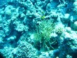 Two anemone fish underwater Two anemone fish underwater