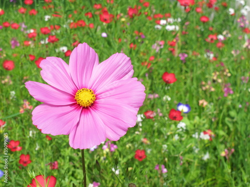 Foto: Cosmea magenta hell in Blumenwiese Cosmea magenta hell in Blumenwiese