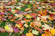 autumn lawn autumn lawn