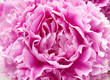 peonies