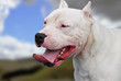Pitbull