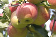 Äpfel am Baum