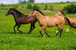 Photo en ligne au meilleur prix Red and brown horses running to the green meadow
