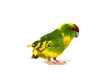 Red-fronted Kakariki parakeet Red-fronted Kakariki parakeet