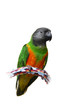 Senegal Parrot (Poicephalus senegalus) on the white background Senegal Parrot (Poicephalus senegalus) on the white background
