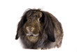 Brown lop-eared rabbit breeds Ram Brown lop-eared rabbit breeds Ram