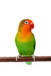 Agapornis fischeri (Fischer's Lovebird)