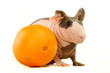 Photo en ligne au meilleur prix Guinea pig hairless and orange on the white background