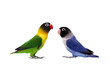 Pair of Masked Lovebird on the white background