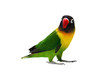 Masked Lovebird natural coloring on the white background