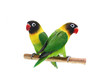 Pair of Masked Lovebird natural coloring on the white background