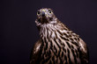 Photo en ligne au meilleur prix Northen goshawk on the black background