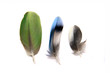 Three feathers isolated on the white background Three feathers isolated on the white background
