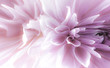 Dahlia