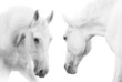 white horses