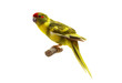 Red-fronted Kakariki parakeet, cinnamon motley colored Red-fronted Kakariki parakeet, cinnamon motley colored