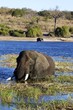 Photo: Chobe Chobe