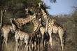 Photo: Giraffen Giraffen