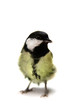 The female great tit (Parus major), isolated on white