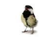 The female great tit (Parus major), isolated on white
