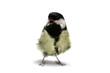 The female great tit (Parus major), isolated on white