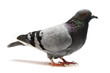 Photo: Rock Pigeon (Columba livia) Rock Pigeon (Columba livia)