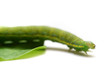 Caterpillar of Green-veined White Butterfly (Pieris napi)