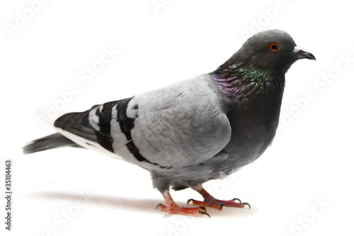Photo: Rock Pigeon (Columba livia) Rock Pigeon (Columba livia)