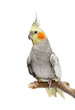 Cockatiel parakeet 4 years old (female) Cockatiel parakeet 4 years old (female)