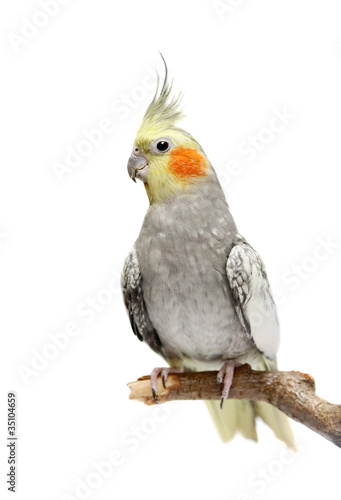 Photo: Cockatiel parakeet 4 years old (female) Cockatiel parakeet 4 years old (female)