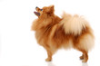 Photo en ligne au meilleur prix Spitz-dog playing in studio. Isolated on white