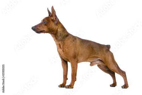 Photo: The dwarfish pinscher costs. Isolation on the white The dwarfish pinscher costs. Isolation on the white