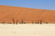 Sossusvlei dead valley landscape in the Nanib desert near Sesrie