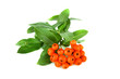 sorbus aucuparia