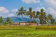agriculture indonésie